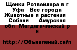 Щенки Ротвейлера в г.Уфа - Все города Животные и растения » Собаки   . Амурская обл.,Магдагачинский р-н